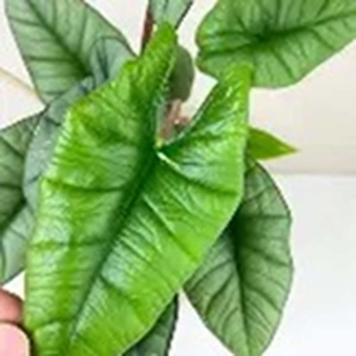 Alocasia Platinum Exotic TC Plant – Ethereal DNA