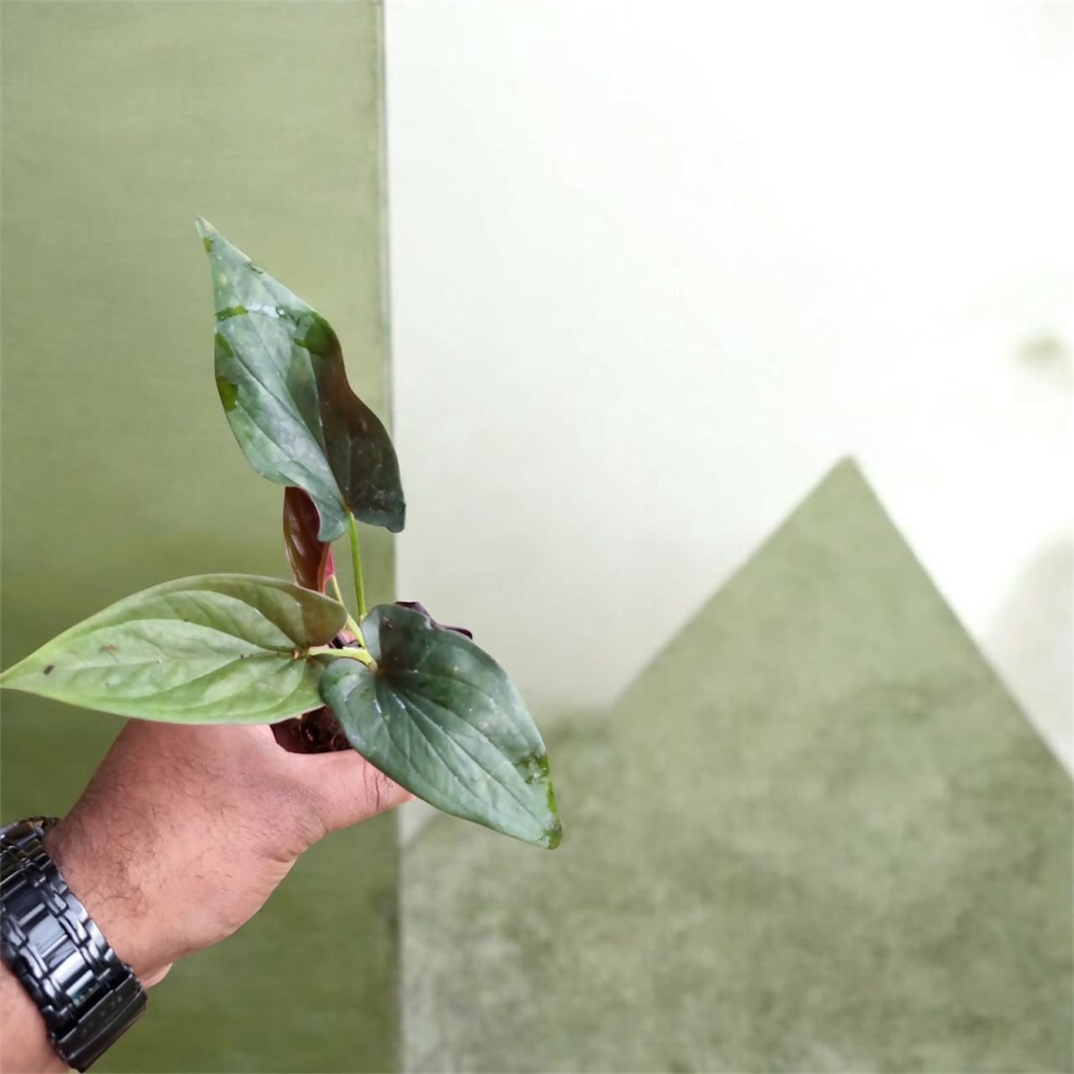 Syngonium erythrophyllum / Red Arrow syngonium / Black Syngonium – Tharappel Nursery