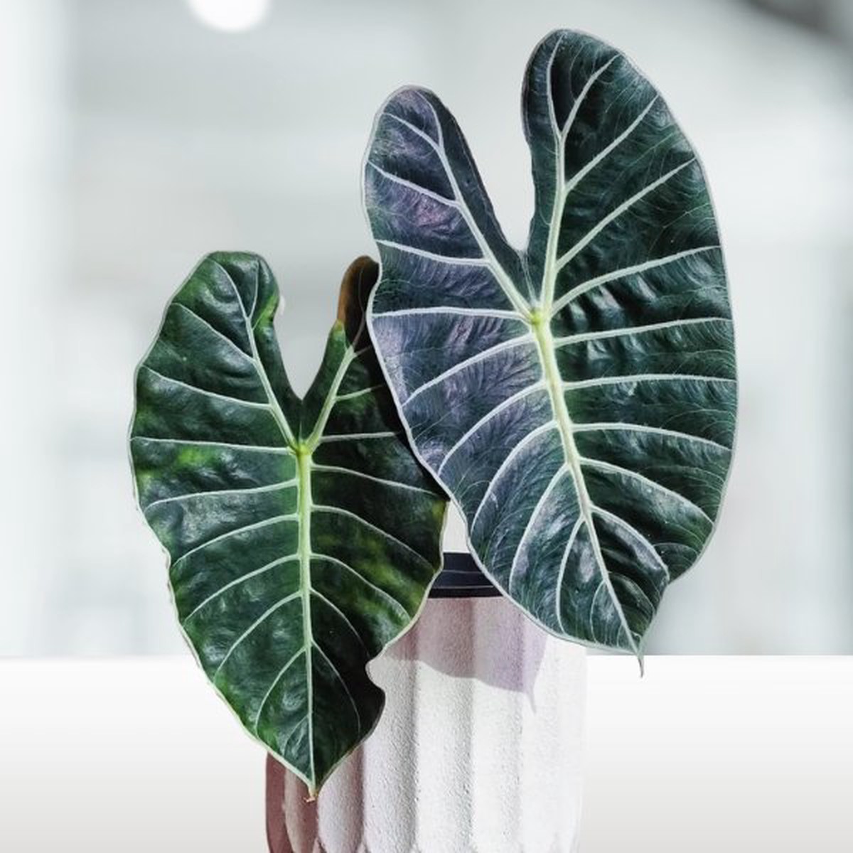 Alocasia Longiloba grandis Tropical Indoor Live Houseplant – Gromee