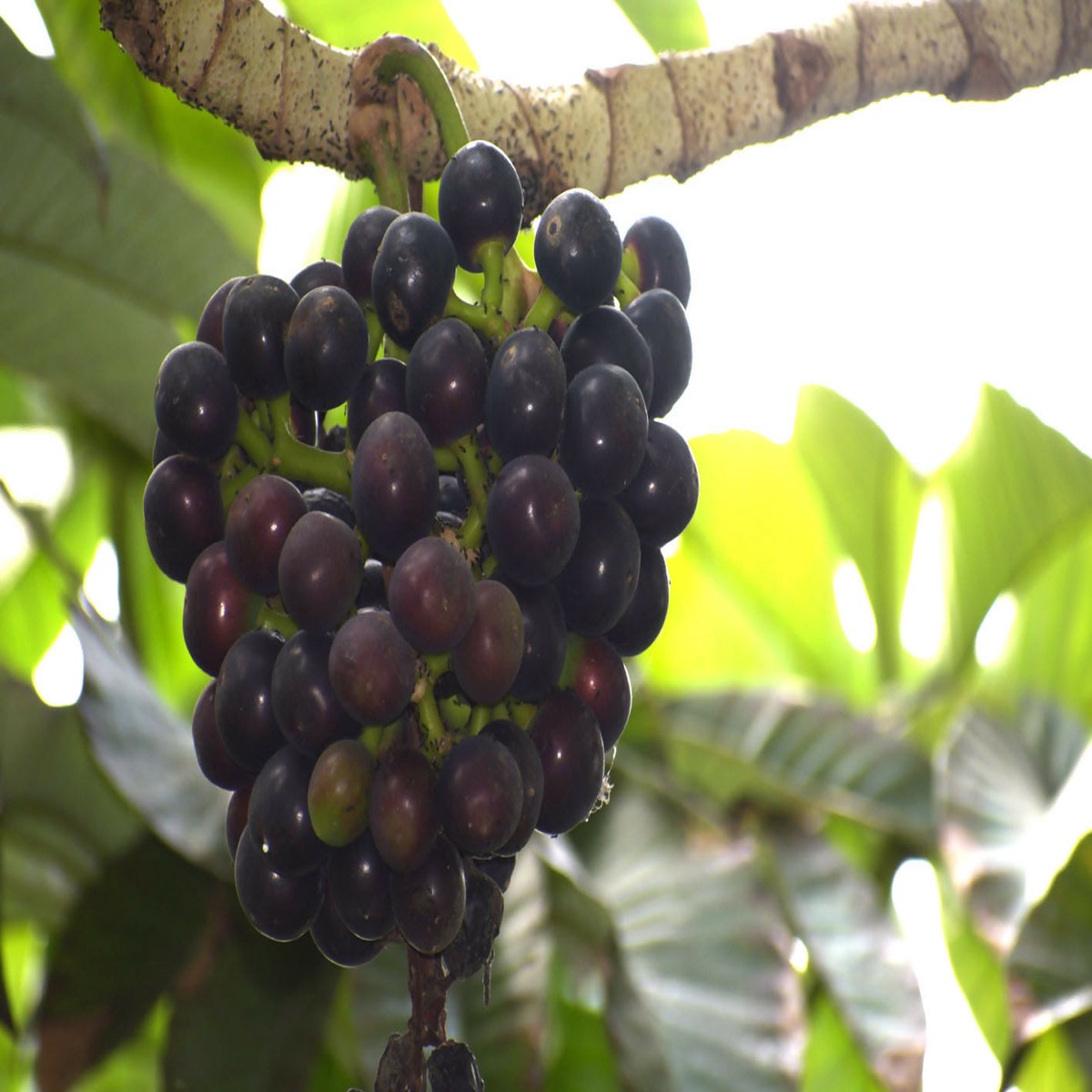 Amazon Tree Grape Fast-Fruiting Plant – Veliyath Garden – Bare root & without leaf shipment
