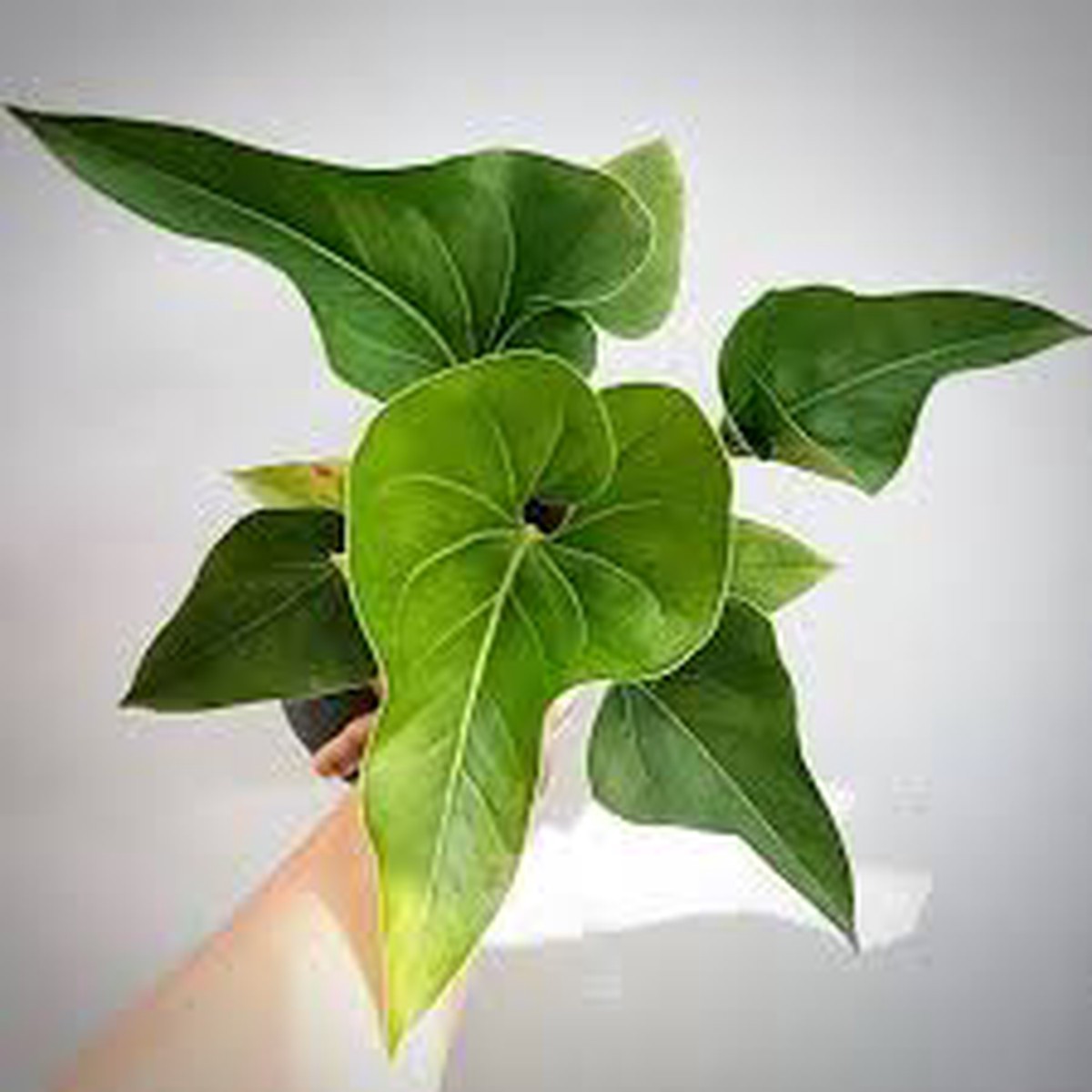 Anthurium Brownii Tropical Indoor Live Houseplant – Gromee