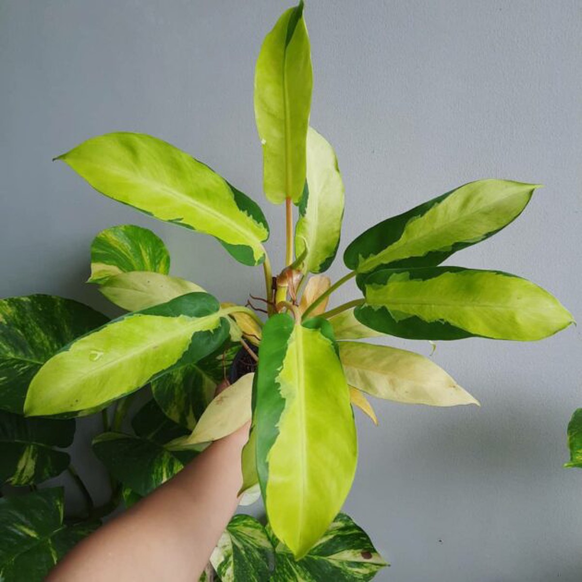 Thai Sunrise Stunning Variegated Tropical Houseplant – Gromee