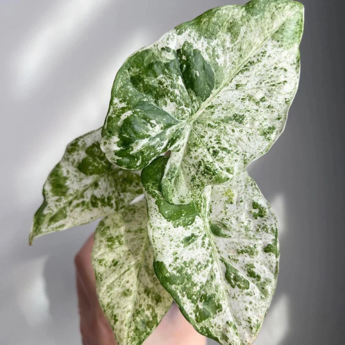 Alocasia Odora Batik Variegated Live Plant – Gromee