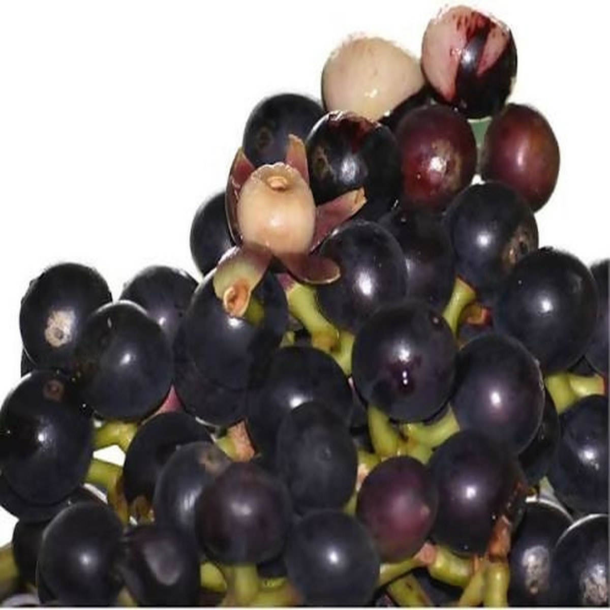 Amazon tree Grape Live m Exotic Fruit Tree – Keyfarm Wayanad