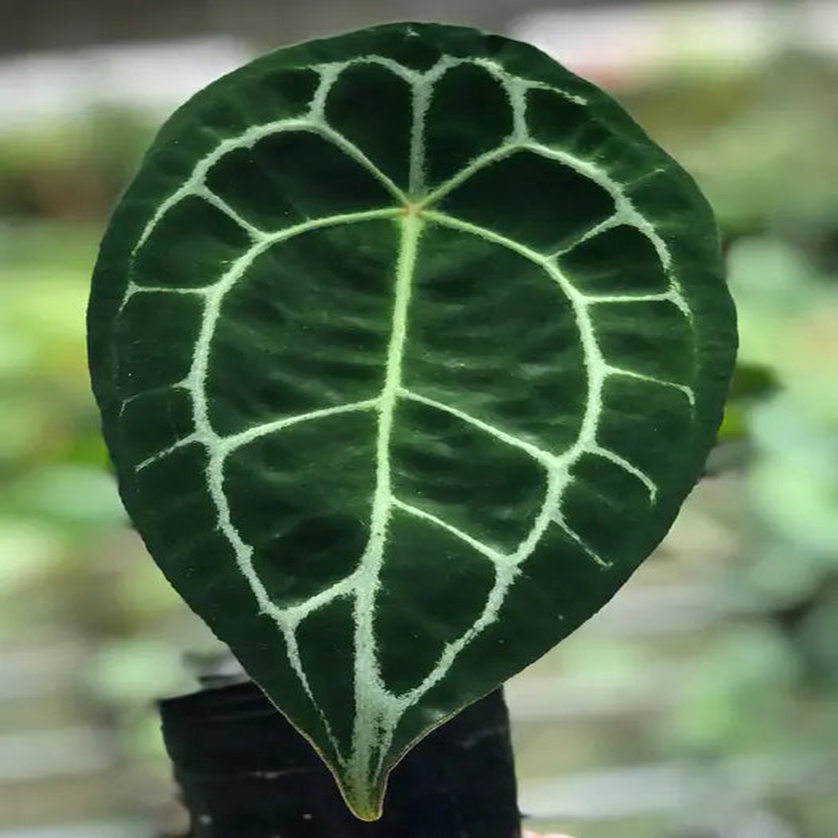 Anthurium Forgetii Pure Tropical Indoor Live Houseplant – Gromee
