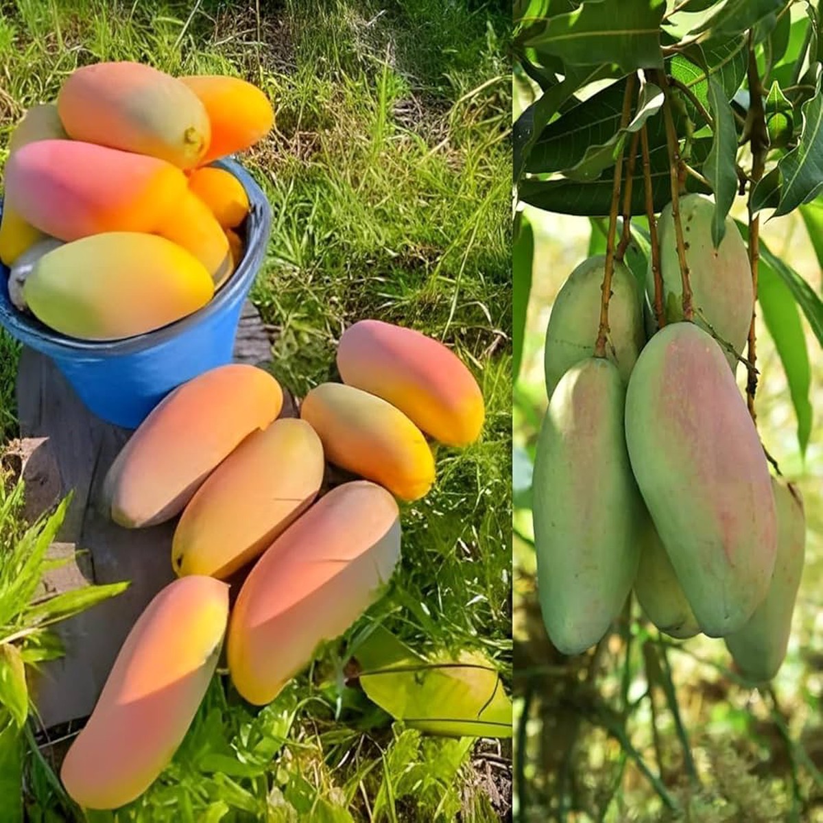 Thailand Kattiman Mango Plant Exotic Variety – Keyfarm Wayanad