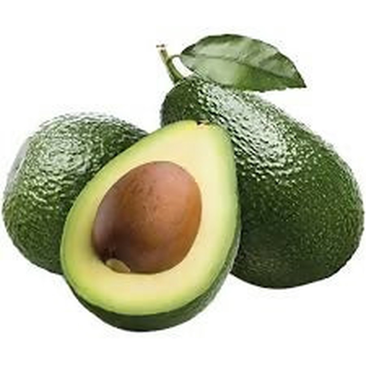 TKK Avocado Plant live grafted -Small – Keyfarm Wayanad
