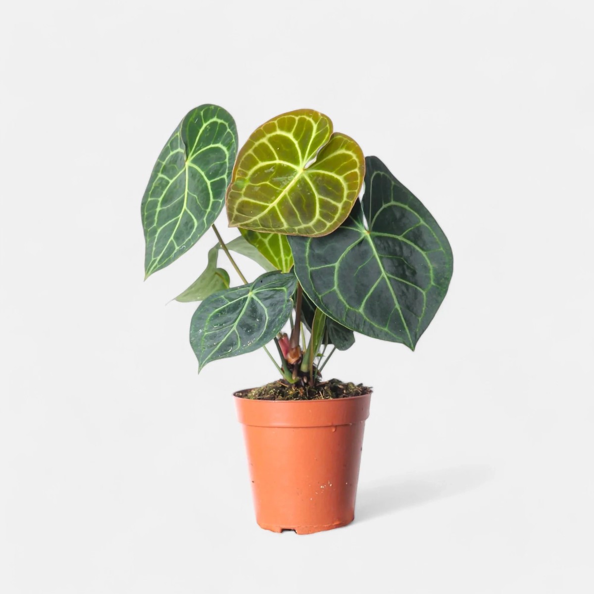 Anthurium Clarinervium Rare TC Plant – Ethereal DNA