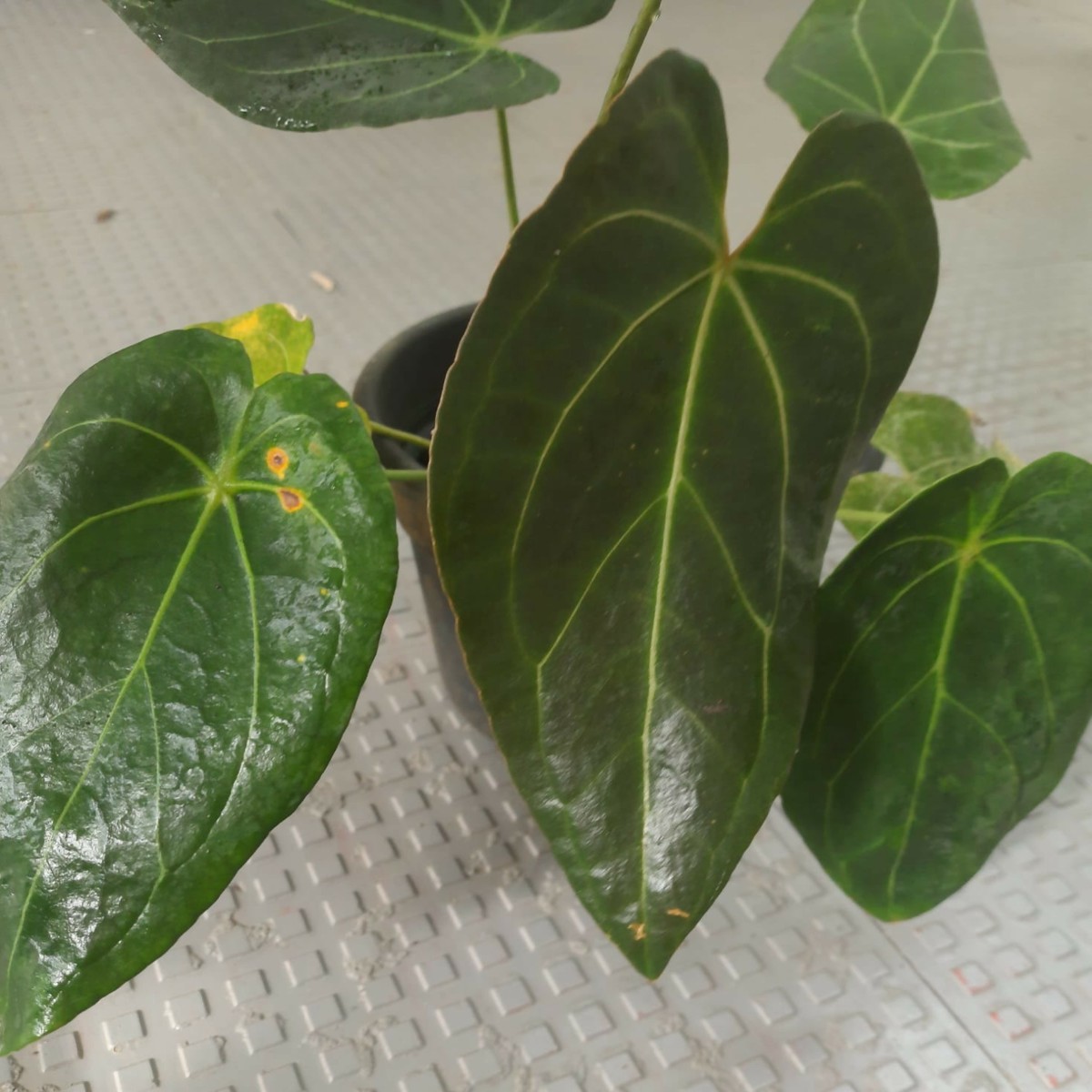 Anthurium Dark Velvet Hybrid Elongated Matte Leaves – Urban Canopy