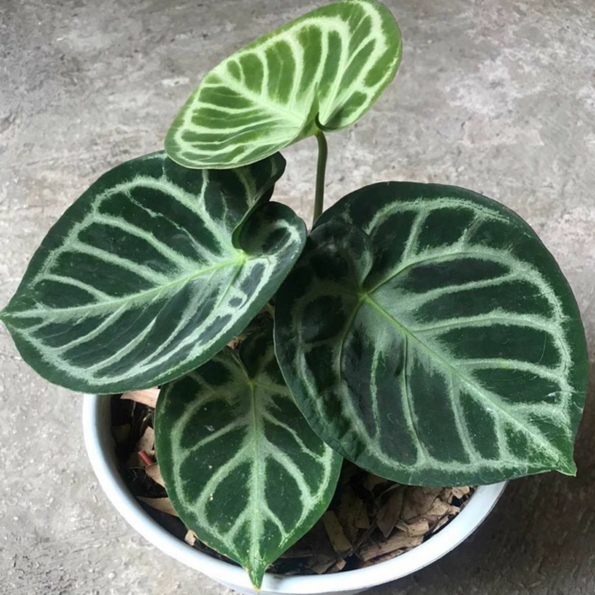 Anthurium Dorayaki Domino Tropical Indoor Live Houseplant – Gromee