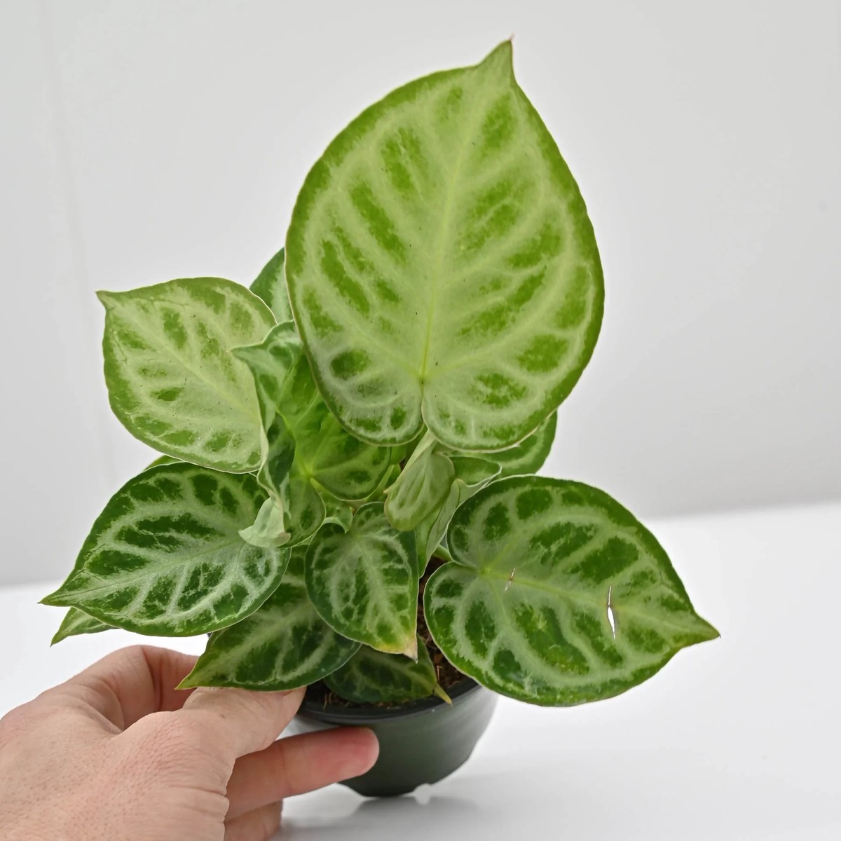 Anthurium Dorayaki Rare Aroid Live Plant – The Lush Flora
