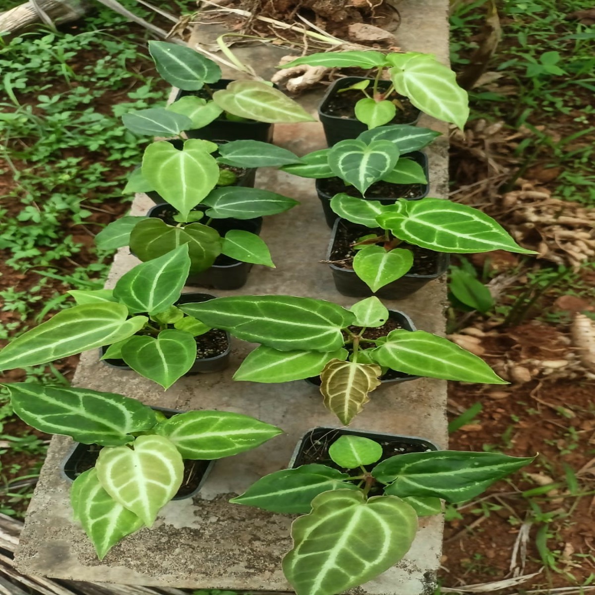 Anthurium Exquisite Rare Foliage Live Houseplant – Plant Doctor