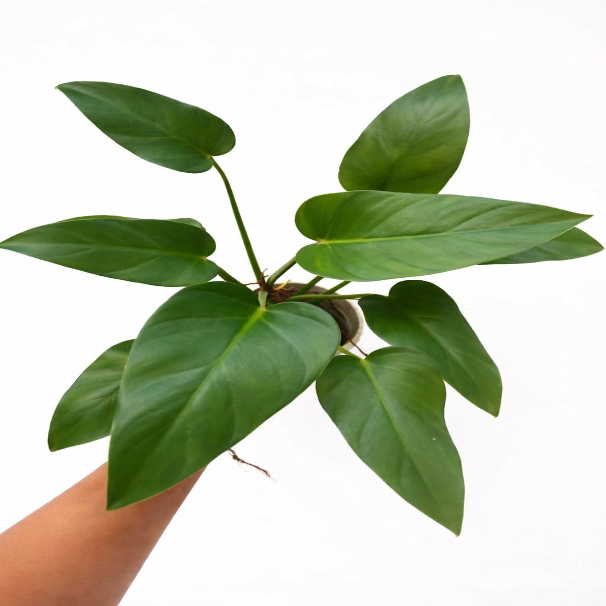Anthurium Giganteum Green Rare Large Leaf – The Lush Flora