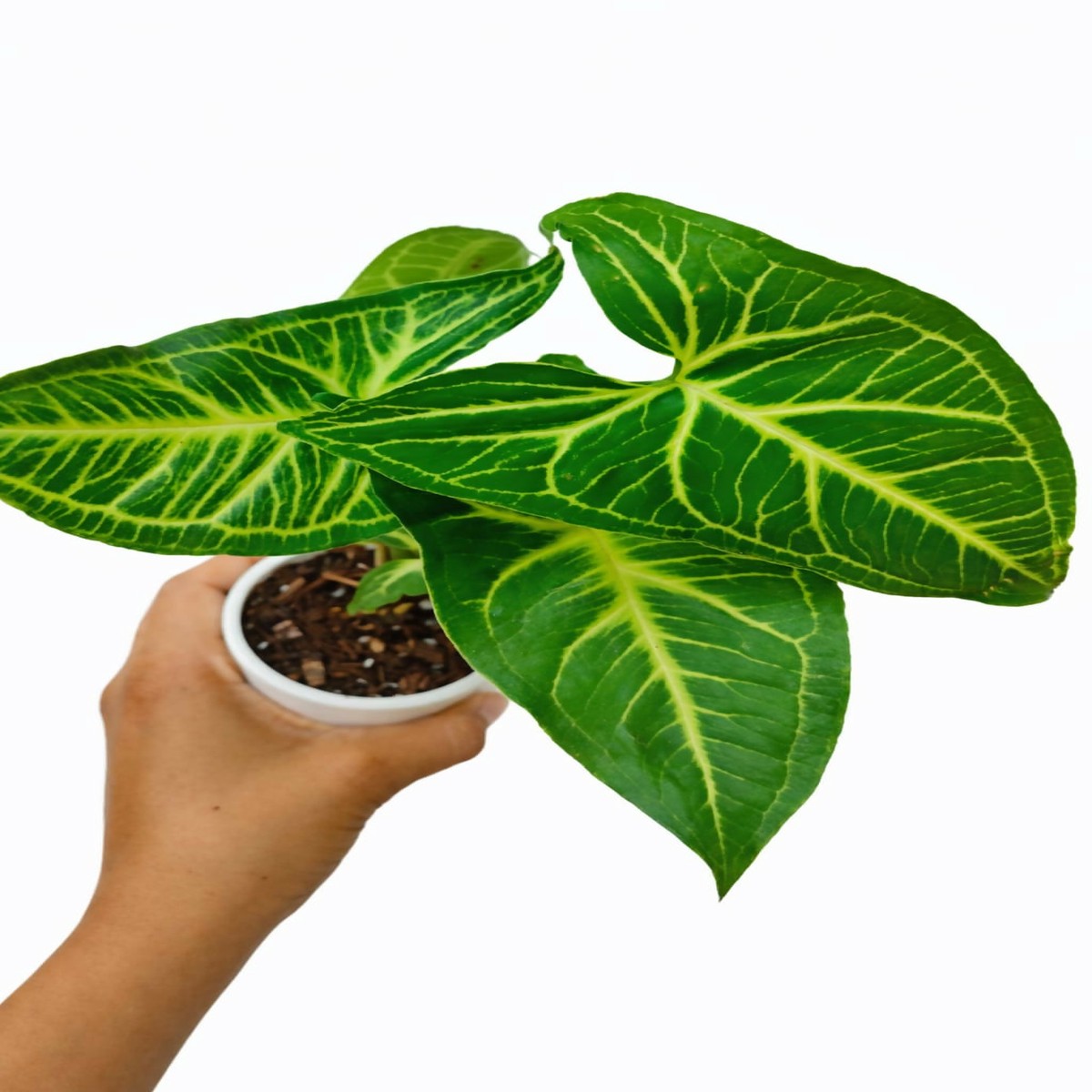 Syngonium Noak Arrowhead Rare Indoor Plant – The Lush Flora