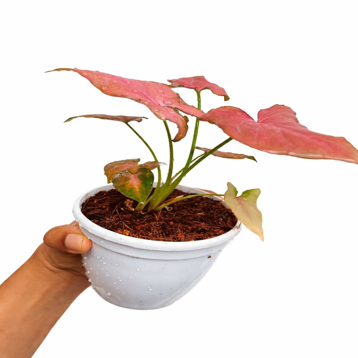 Syngonium Pink Perfection Arrowhead Vine Plant – The Lush Flora