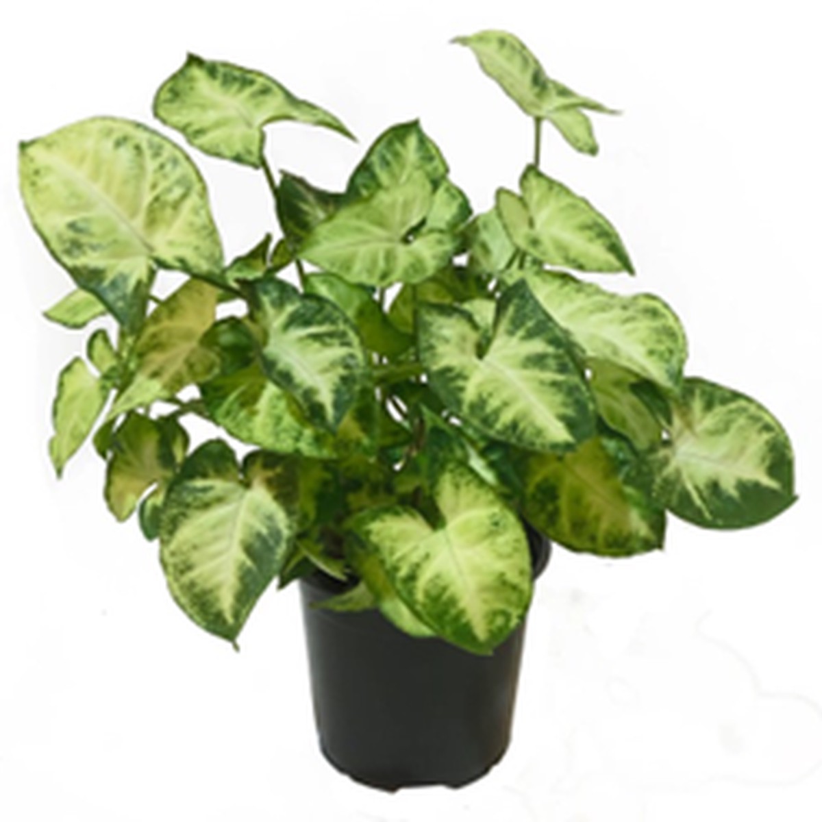 Syngonium Pixie Rare Jiffy TC Plant – Ethereal DNA