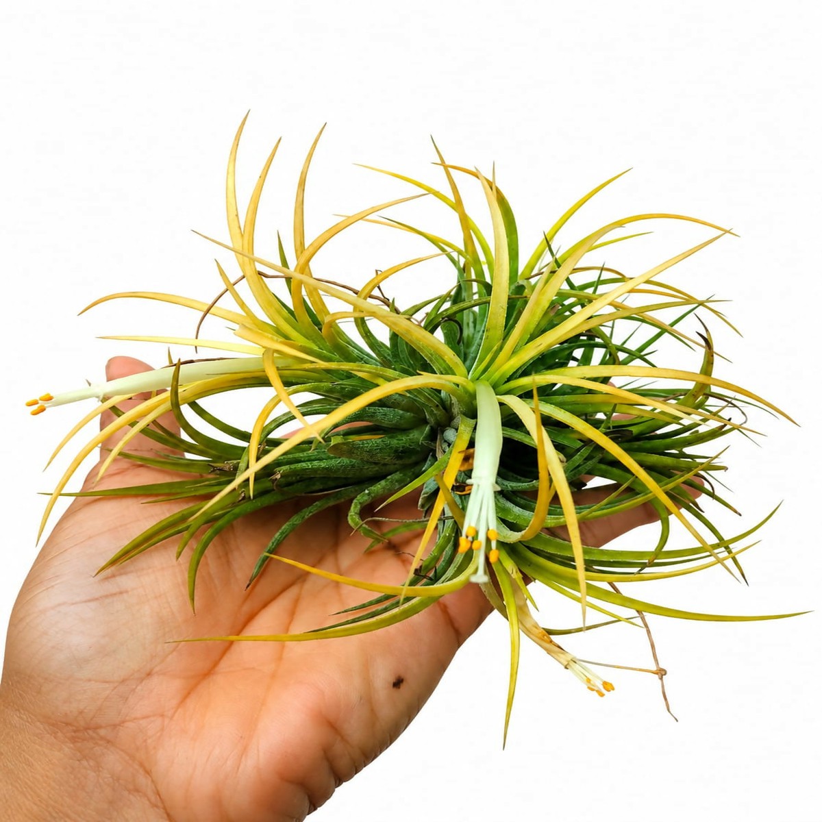 Tillandsia Ionantha Druid with flower Peach-Yellow Air Plant – The Lush Flora