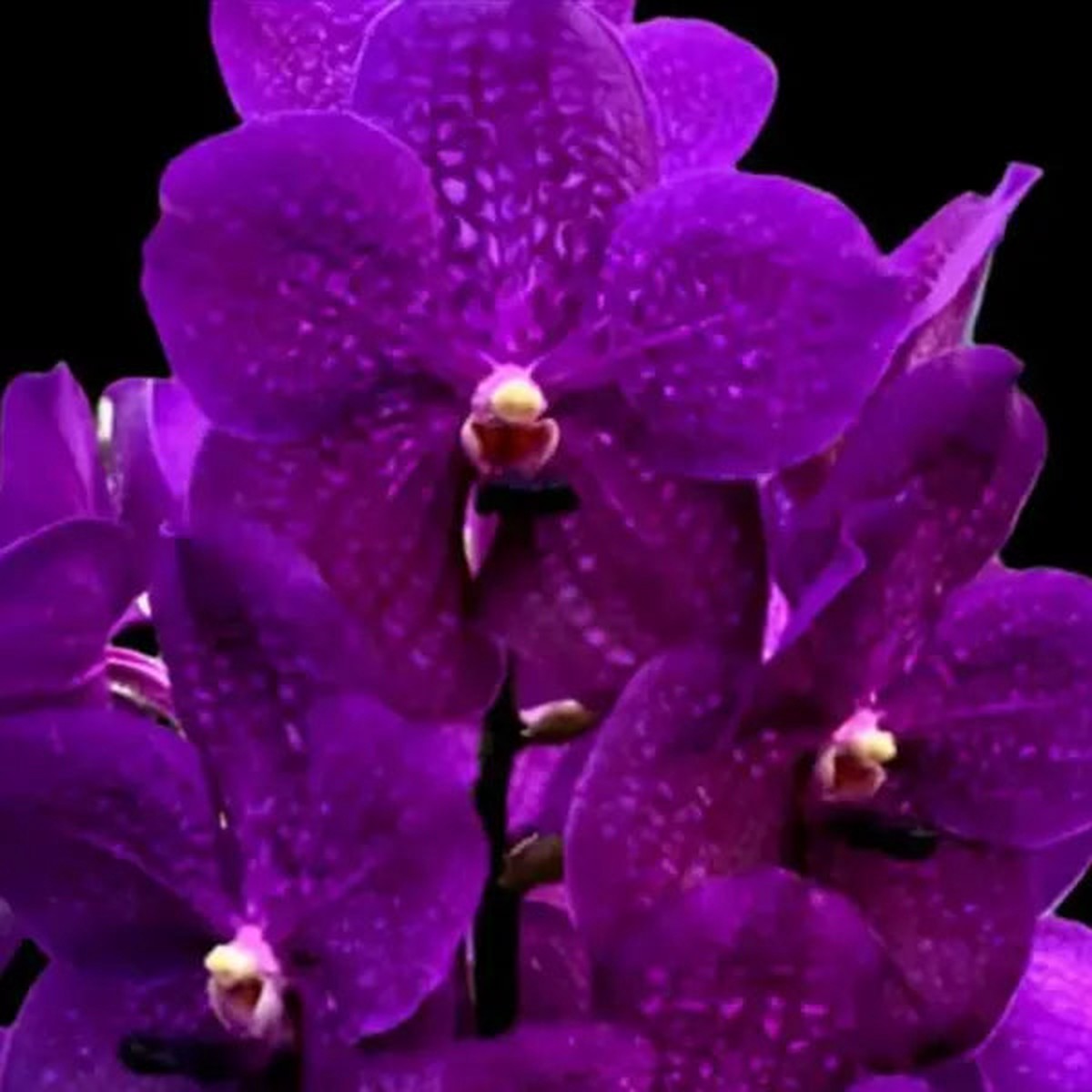 Vanda (VS-045) – Medium