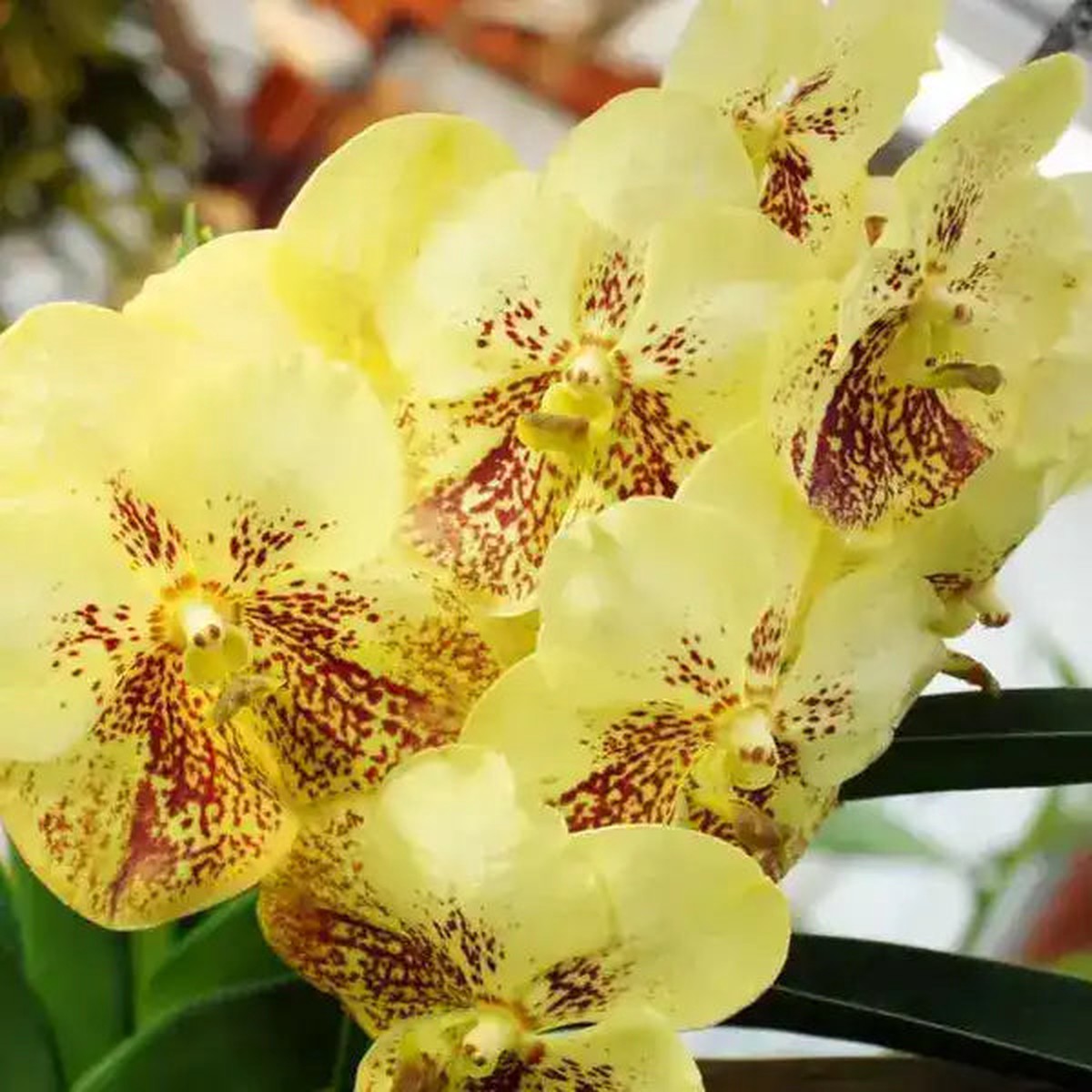Vanda (VS-055) – Medium