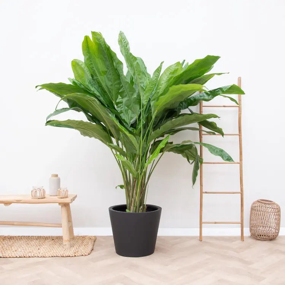 Split-Leaf Cyclanthus/ Cyclanthus Bipartitus – Rare