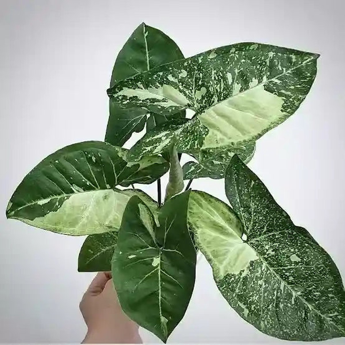 Syngonium Panda Galaxy