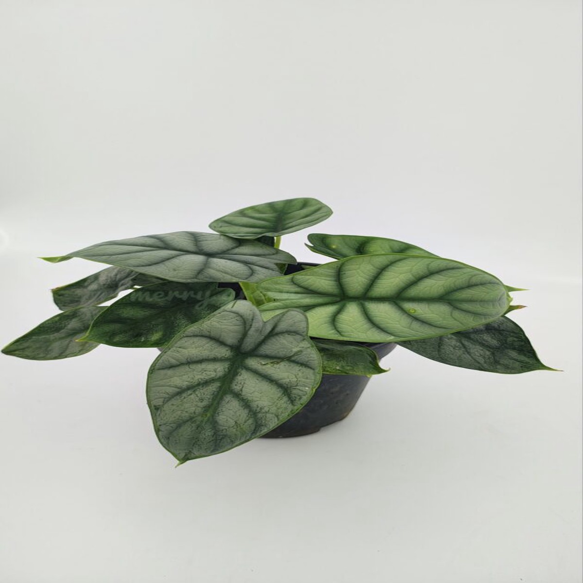 Alocasia Silver Dragon Stunning Velvety Leaf – Gromee