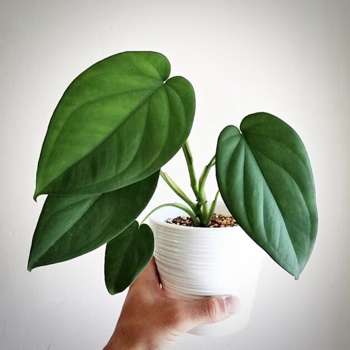 Syngonium chiapense Tropical Indoor Live Houseplant – Gromee