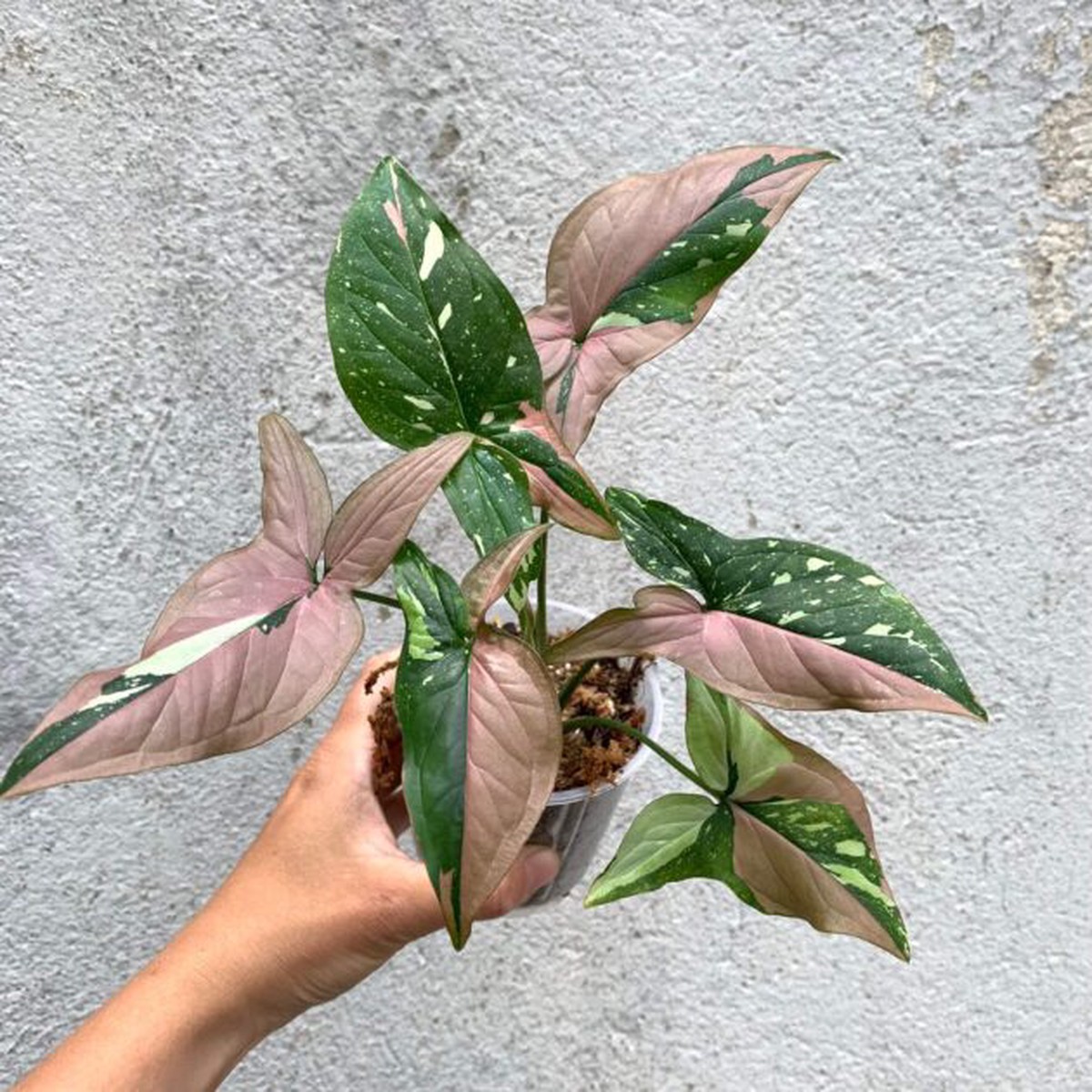 Syngonium Red Spot Tricolor Tropical Houseplant – Gromee