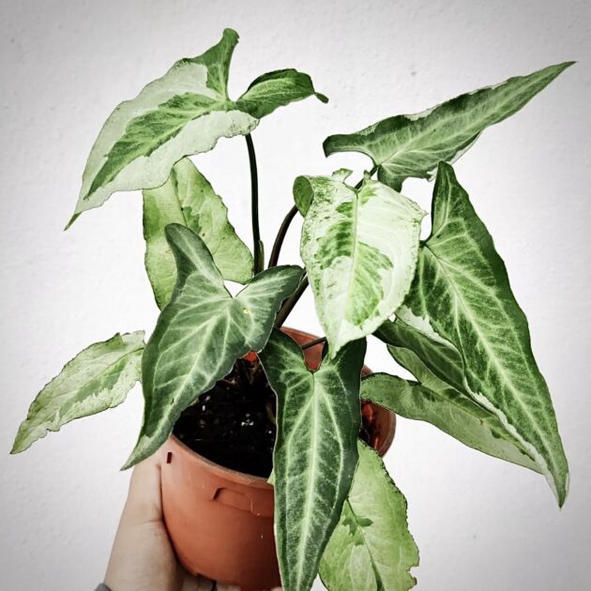 Syngonium Three Kings Tropical Indoor Live Houseplant – Gromee