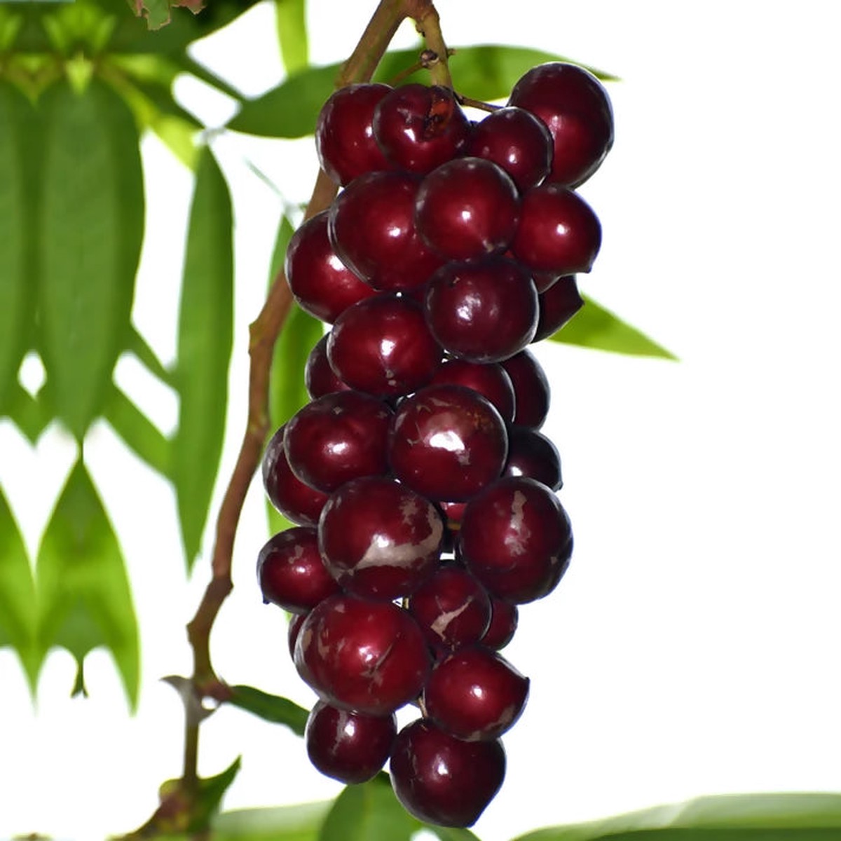 Terengganu Cherry Fruit Plant (Lepisanthes Alata) Veliyath Garden – Bare root & without leaf shipment