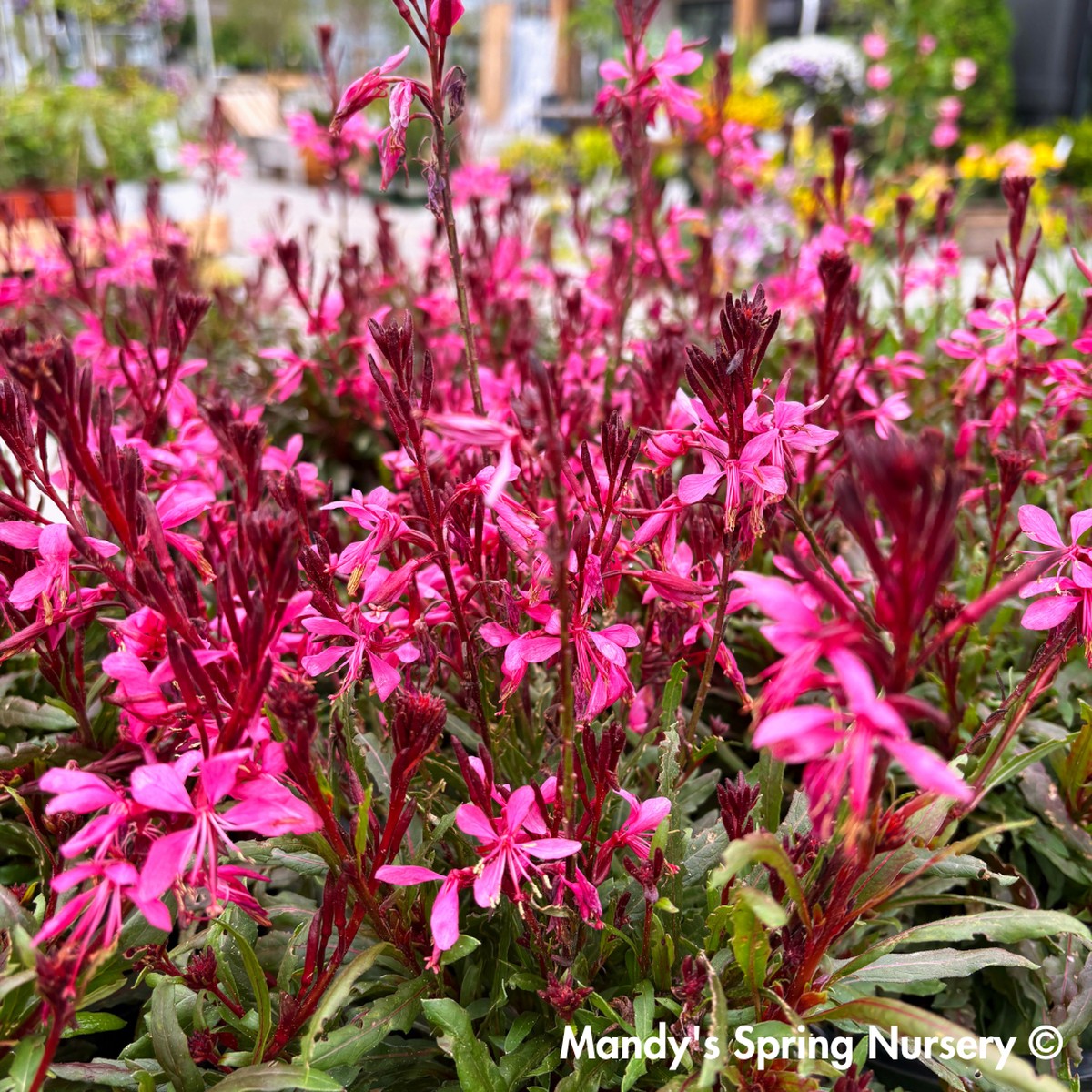 'Steffi Dark Rose' Gaura | Gaura lindheimeri