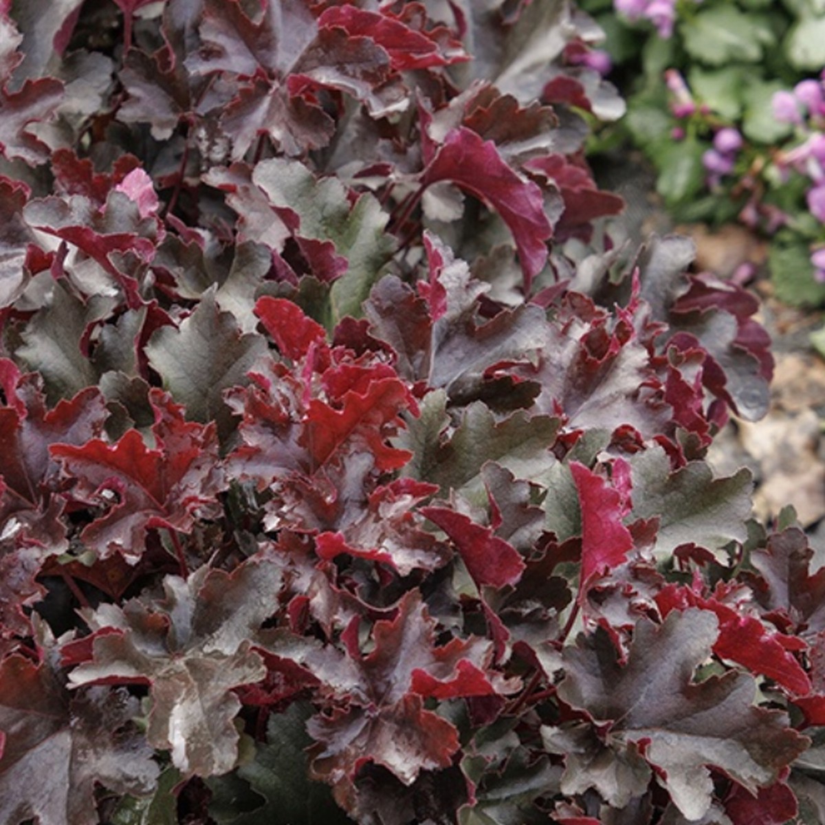 'Balboa Sunset' Coral Bells | Heuchera Monrovia