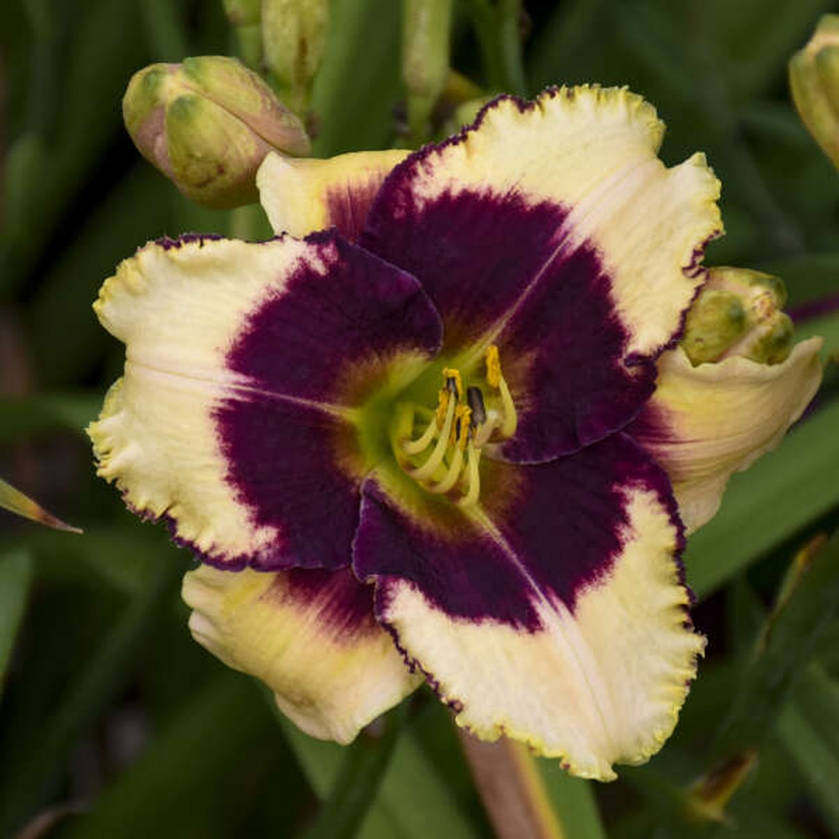 'Blackthorne' Reblooming Daylily | Hemerocallis