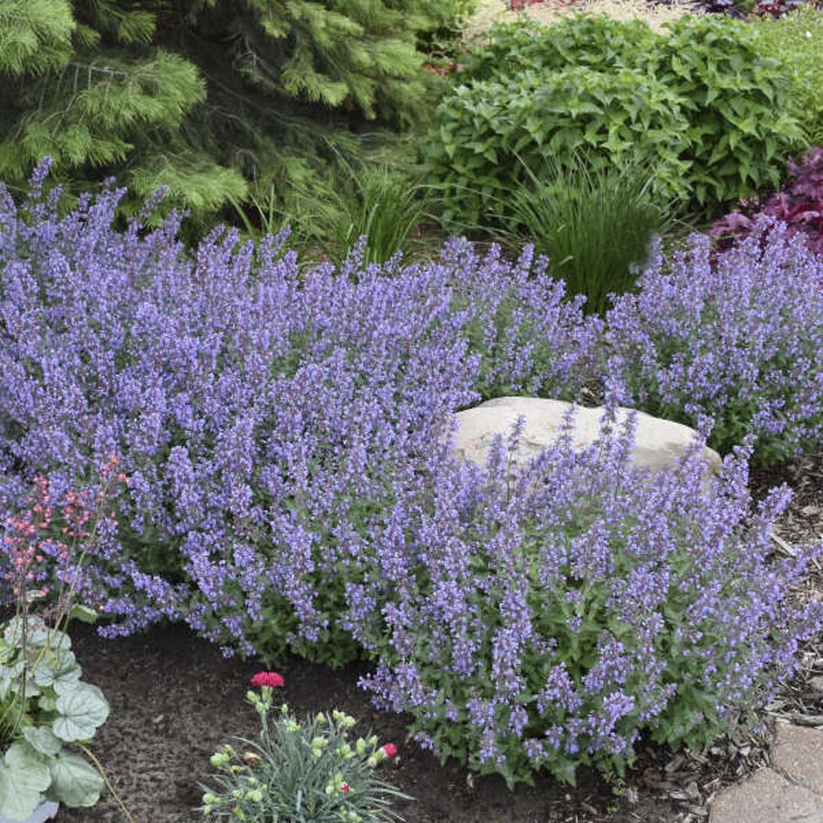 'Cat's Meow' Catmint | Nepeta faassenii