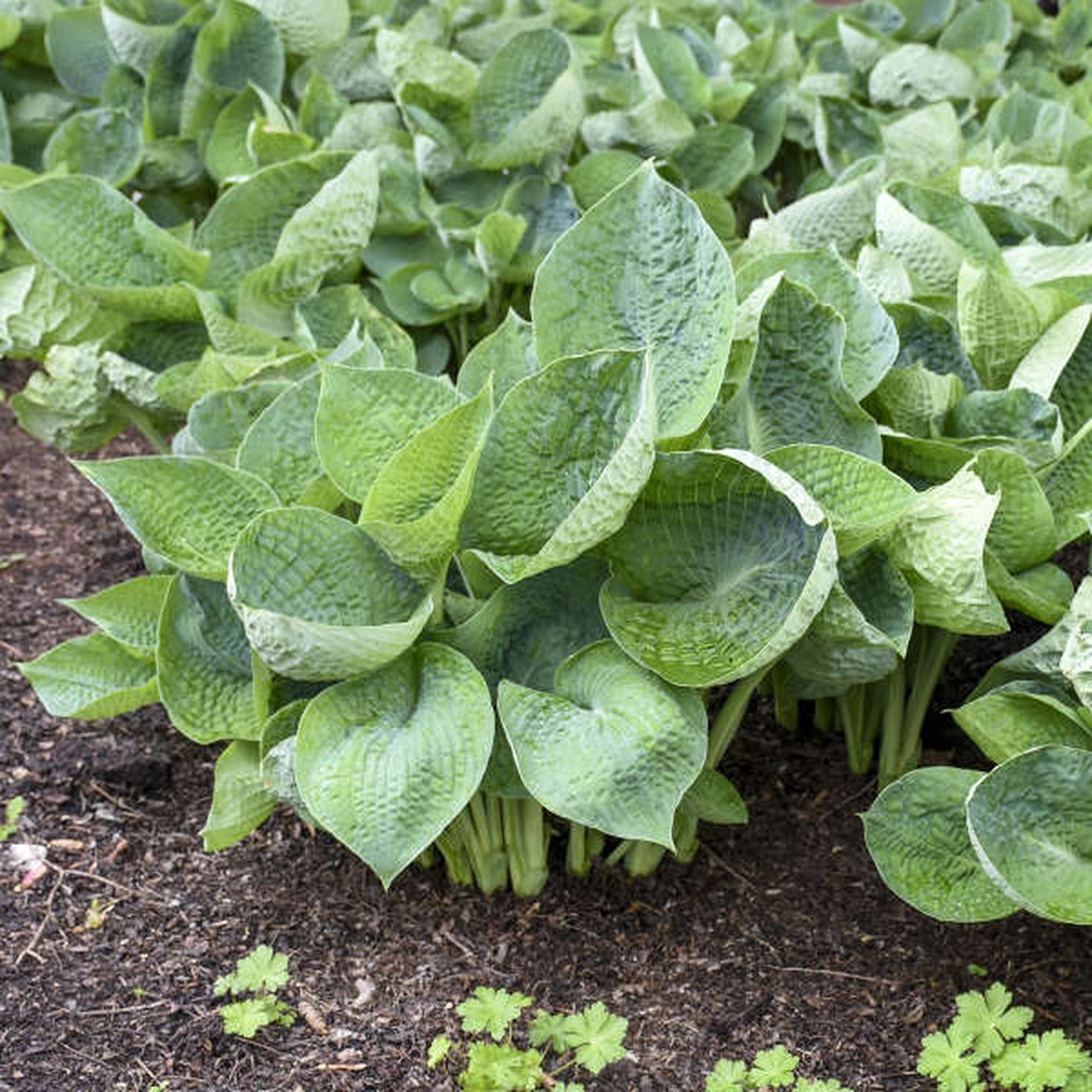 Hosta 'Abiqua Drinking Gourd'