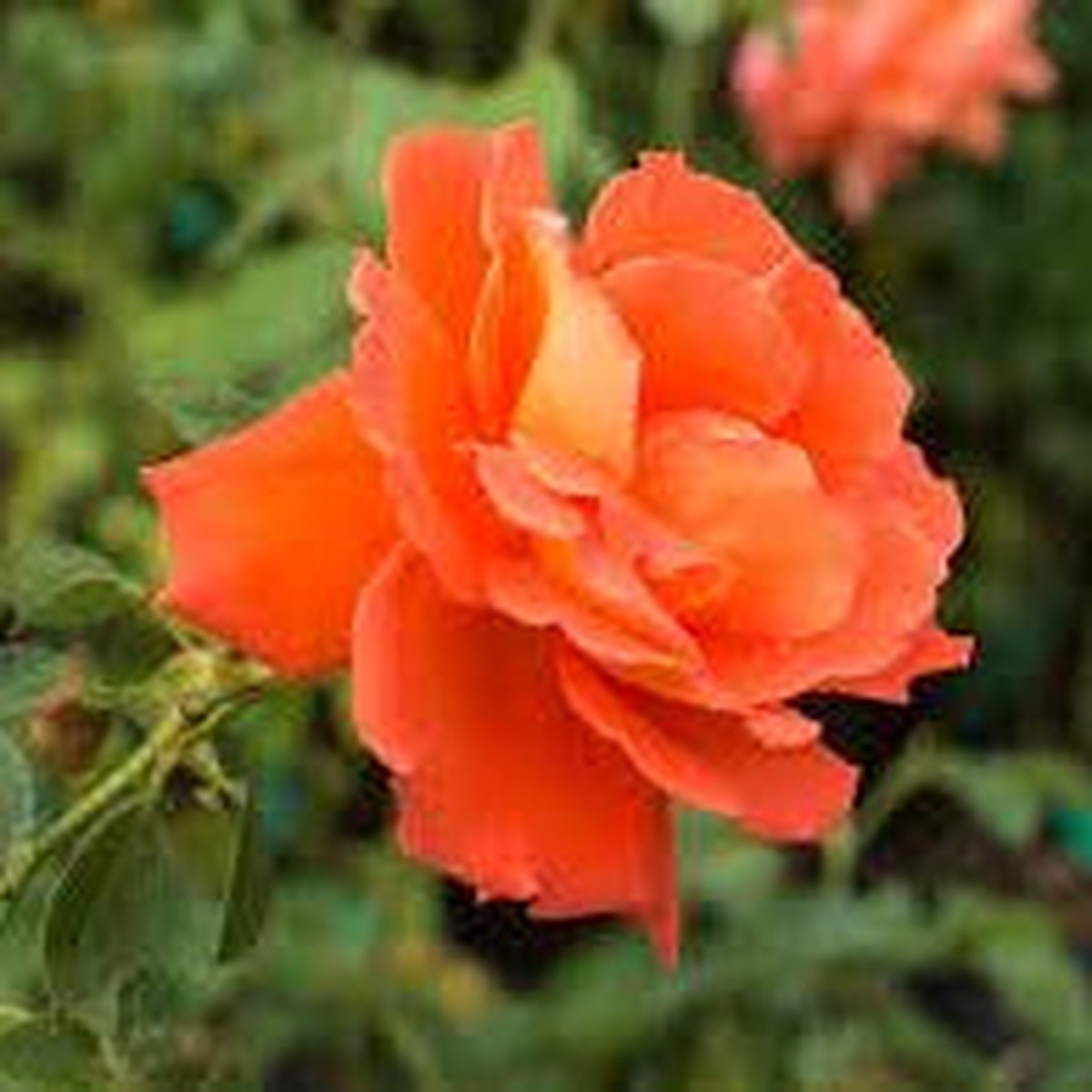 Las Vegas Hybrid Tea Rose