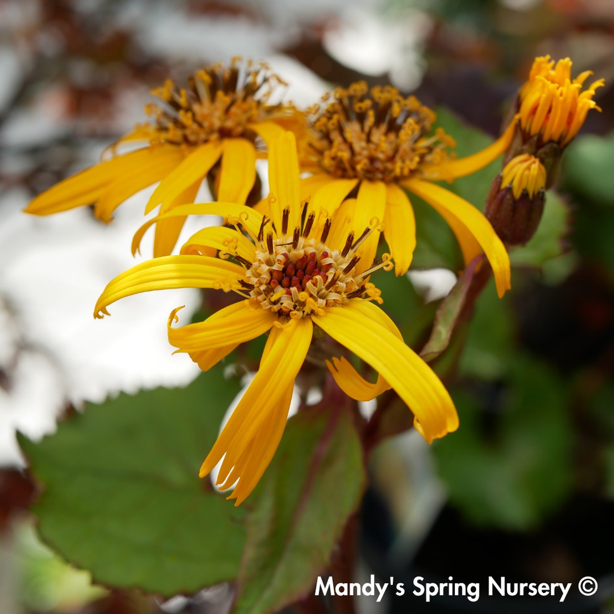 Midnight Lady Ligularia | Ligularia dentata ‘Midnight Lady’