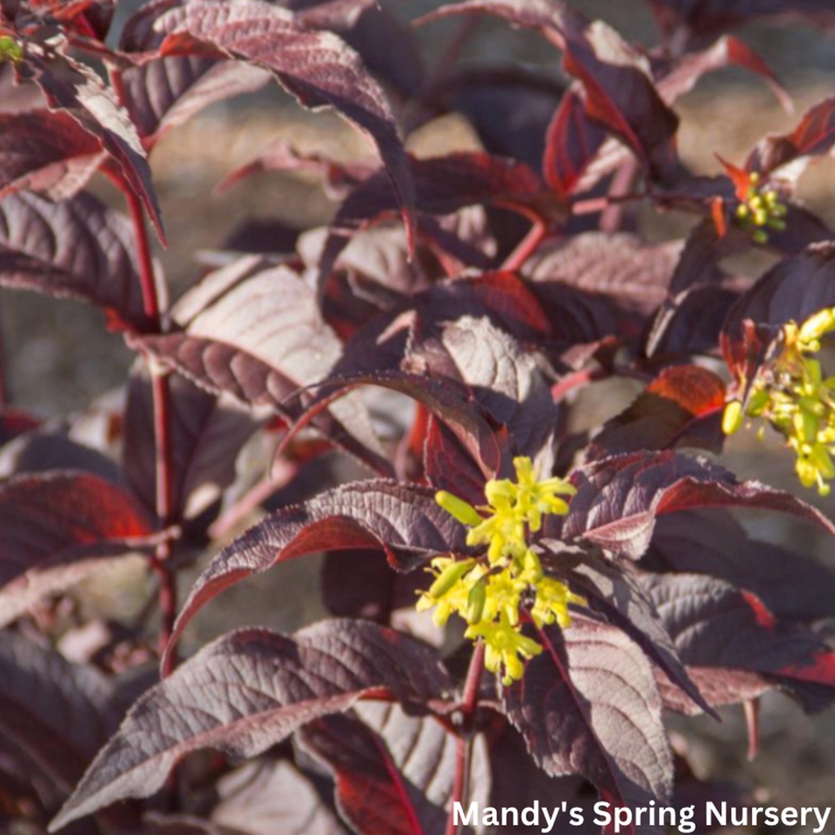 Nightglow' Honeysuckle | Diervilla Splendens