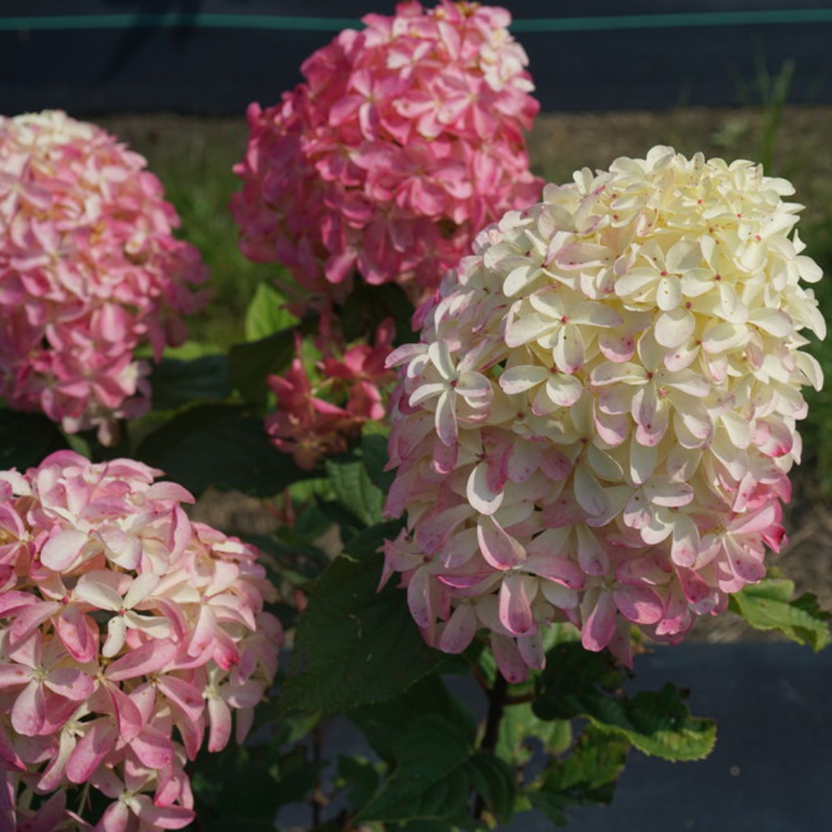 Quick Fire Fab Hydrangea | Hydrangea paniculata