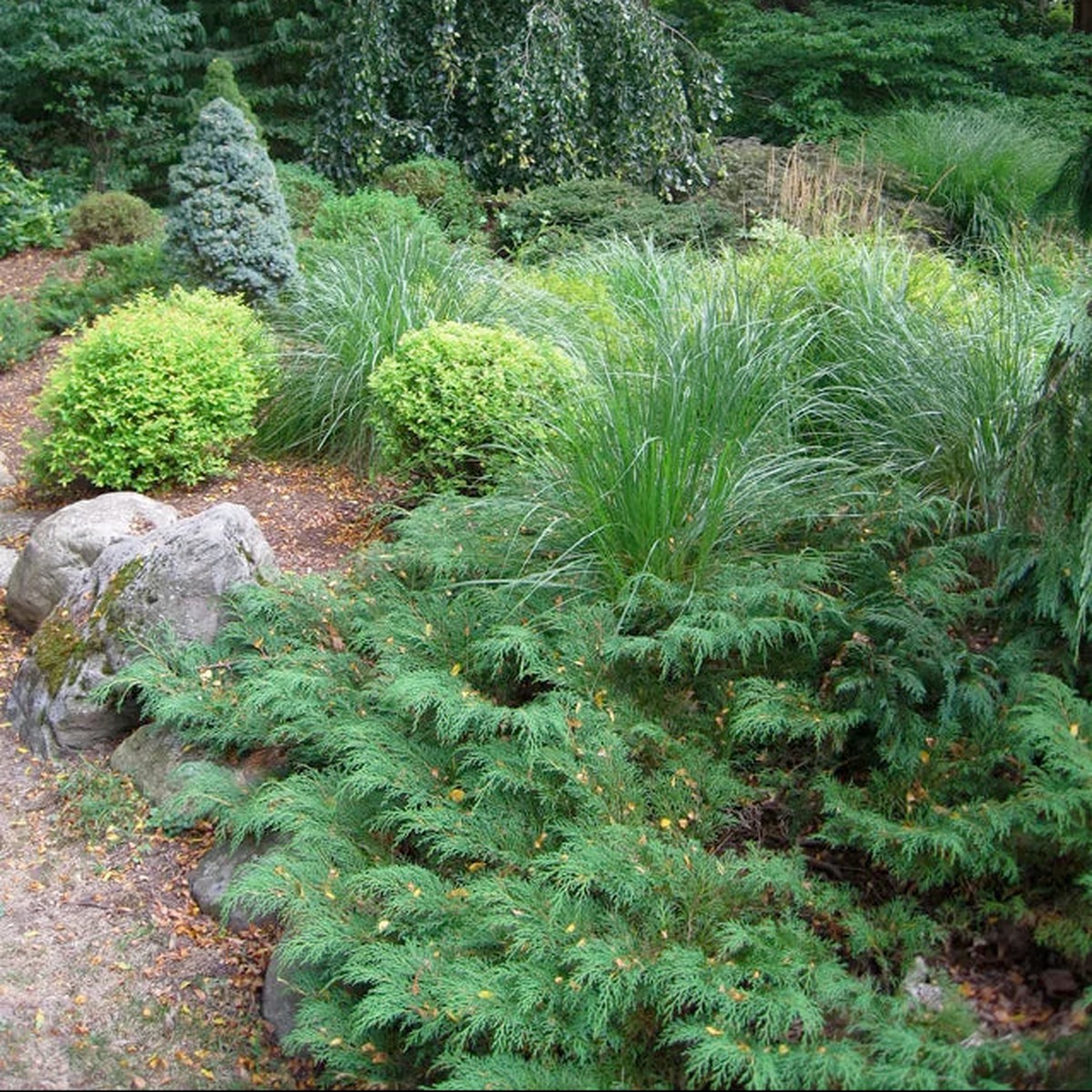 Siberian Carpet Cypress | Microbiota decussata