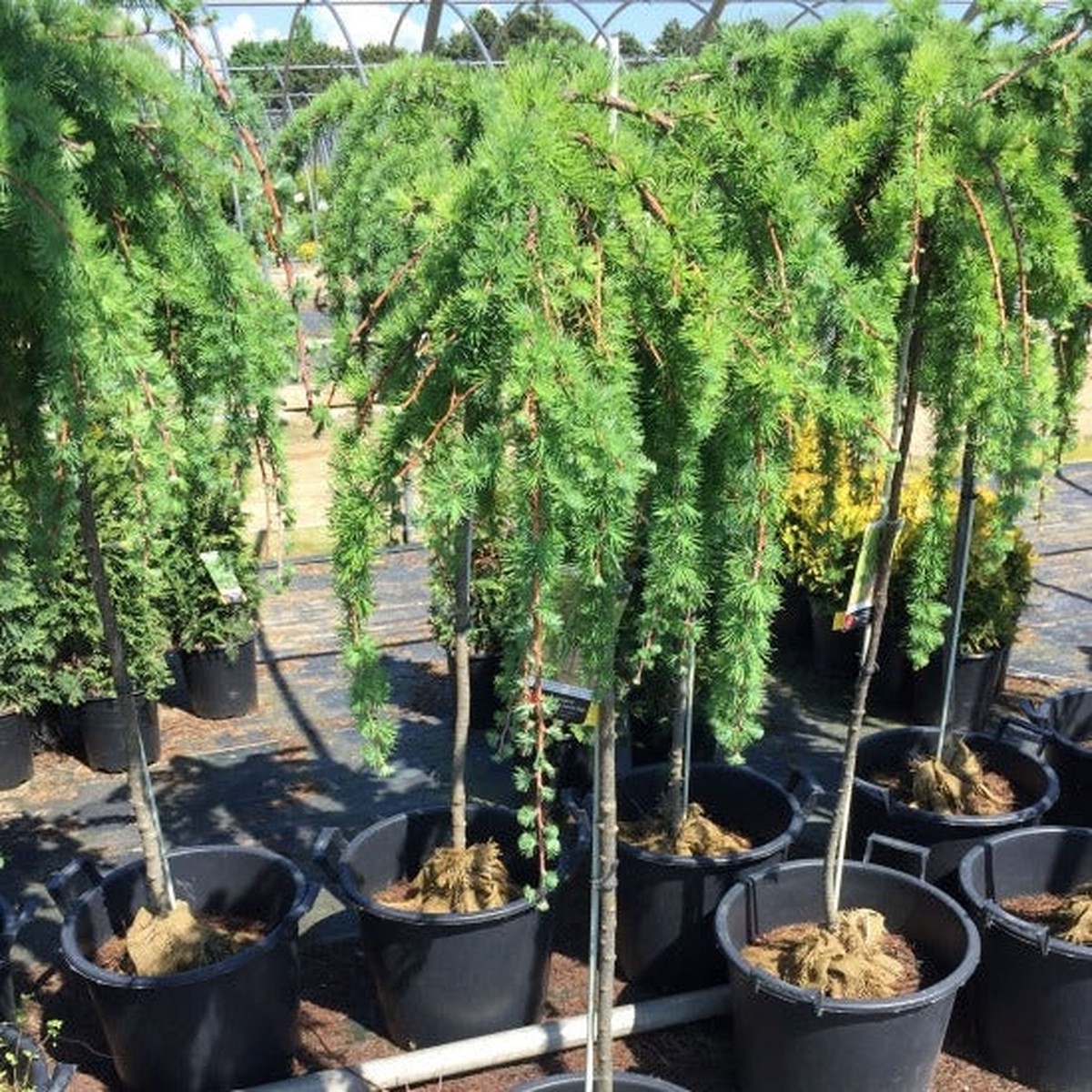 Weeping Larch | Larix decidua 'Pendula'