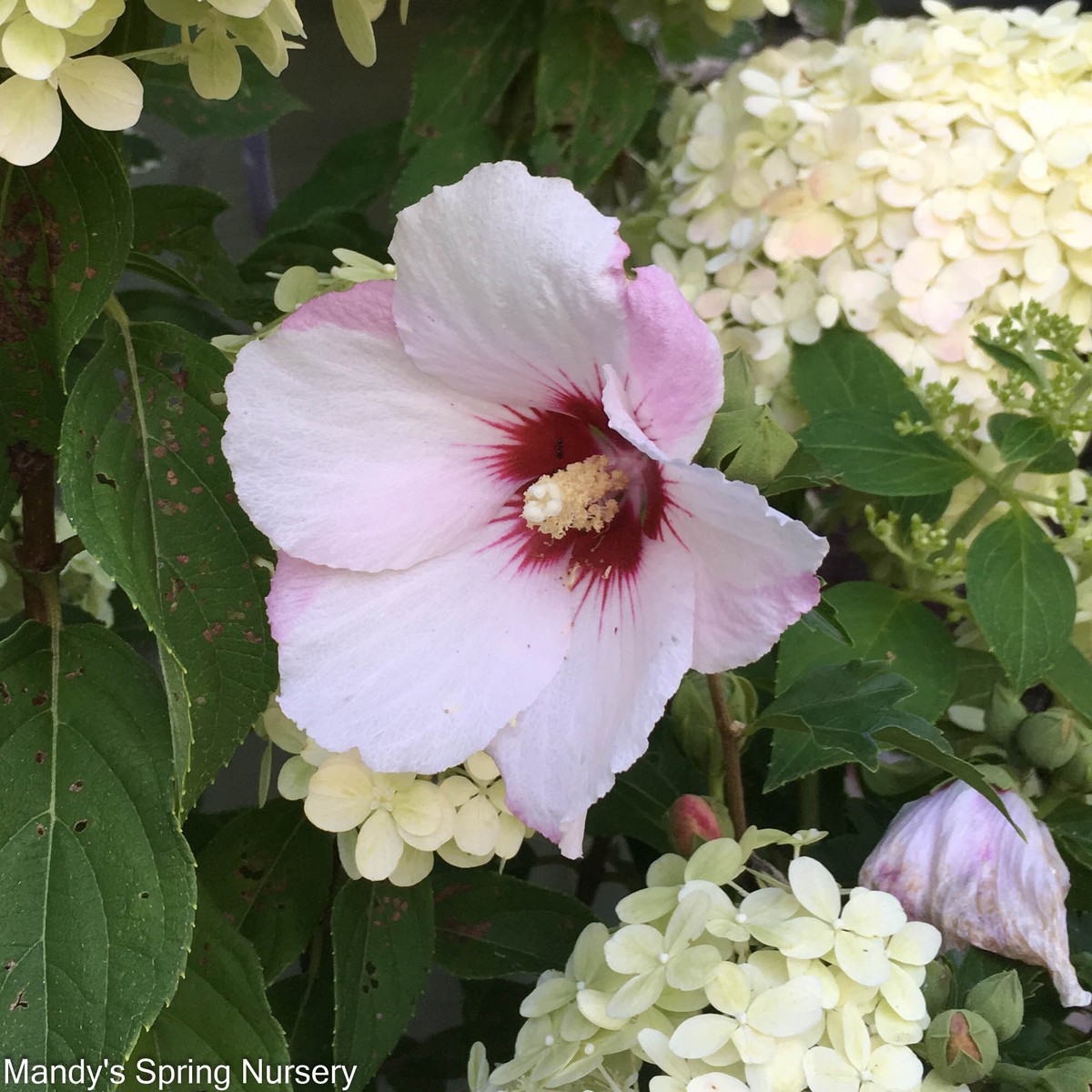 'Bali' Rose of Sharon | Hibiscus syriacus