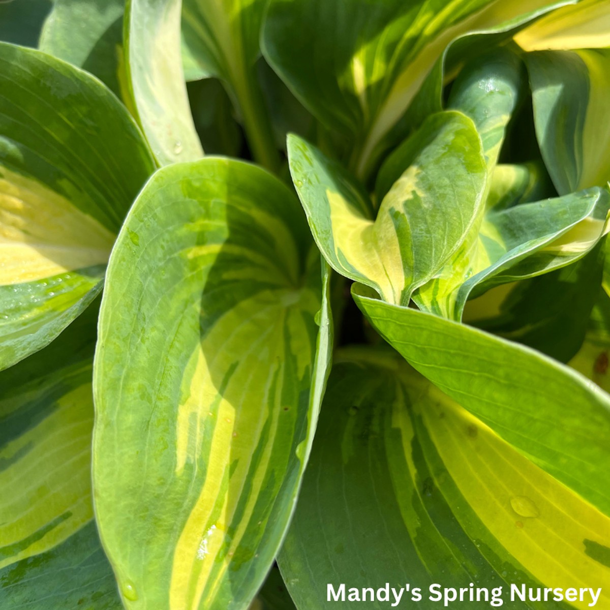 Orange Marmalade Hosta | Hosta ‘Orange Marmalade’