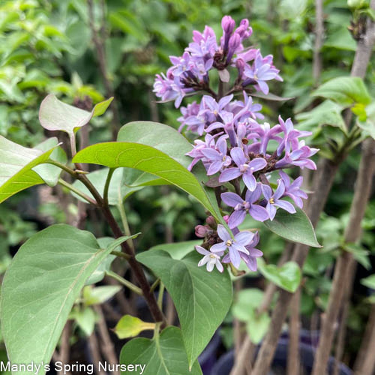 Virtual Violet First Editions Lilac | Syringa