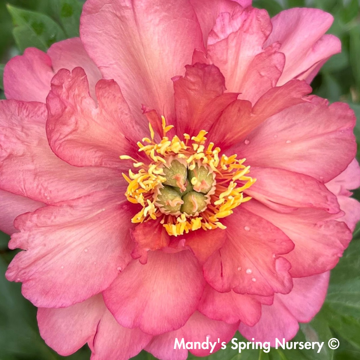 Julia Rose Itoh Peony | Paeonia