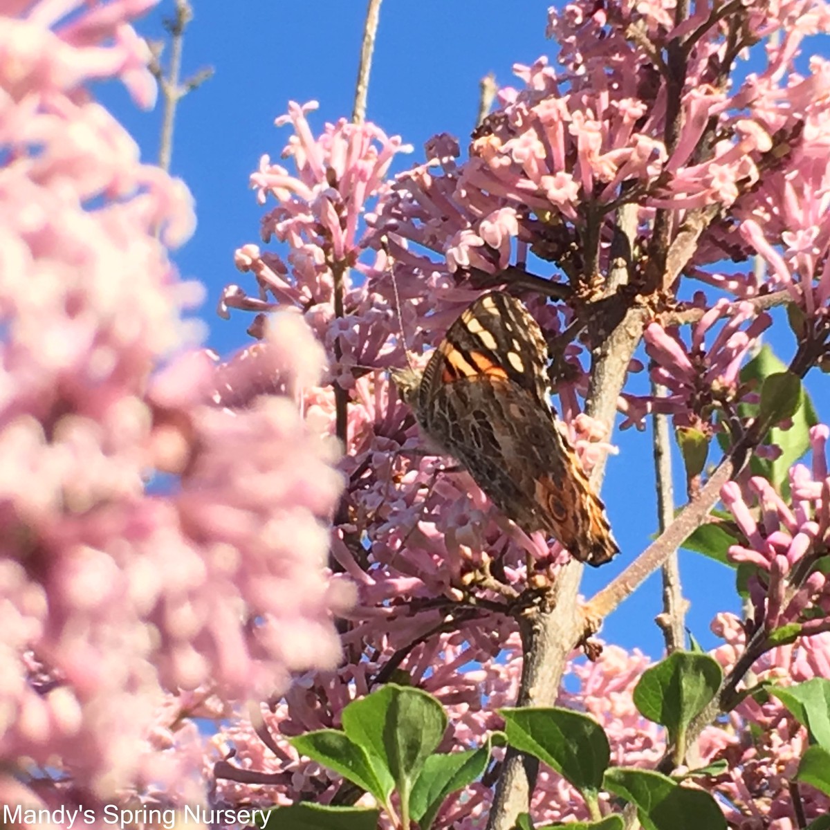 Tinkerbelle Lilac | Syringa ‘Bailbelle’