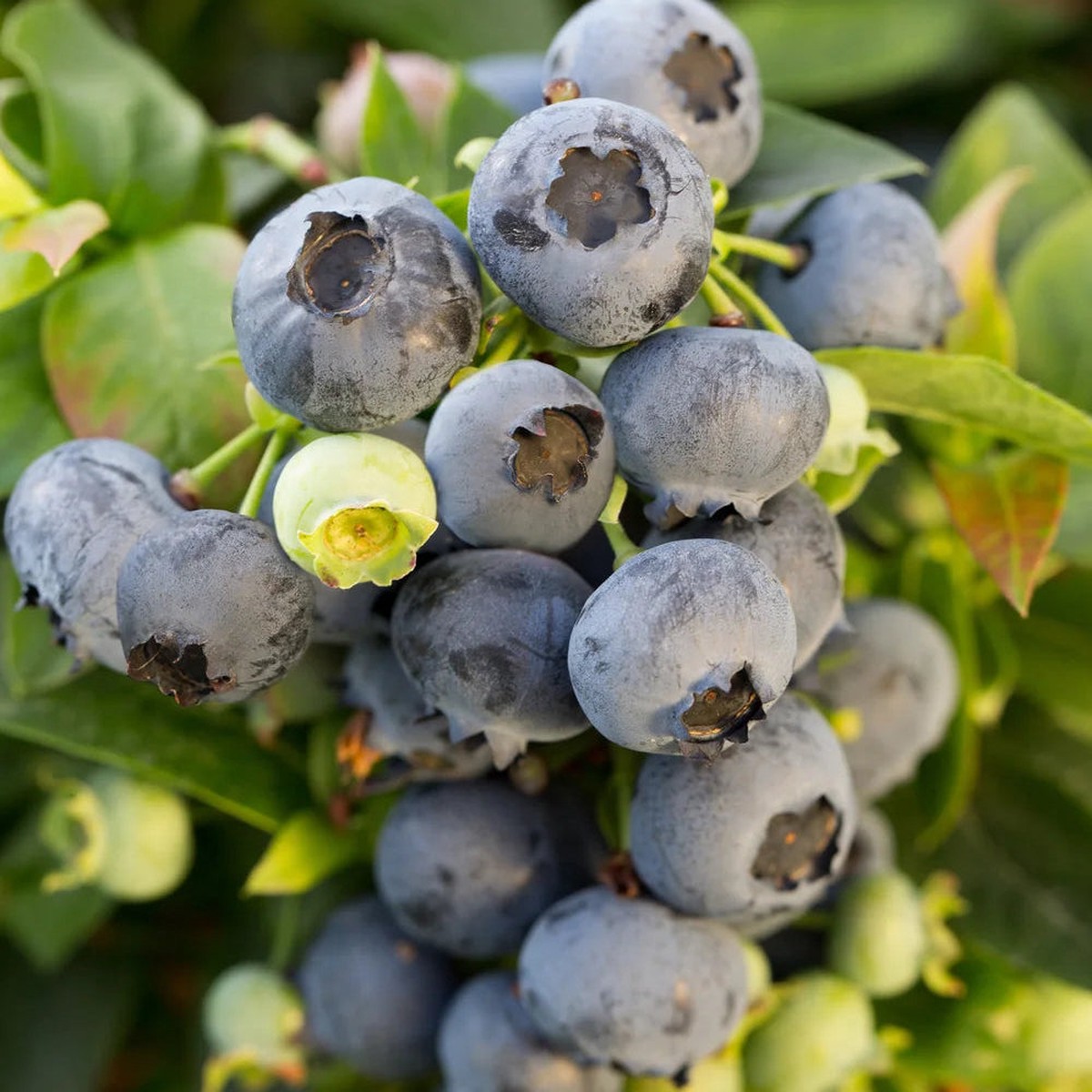 Jelly Bean Blueberry | Vaccinium
