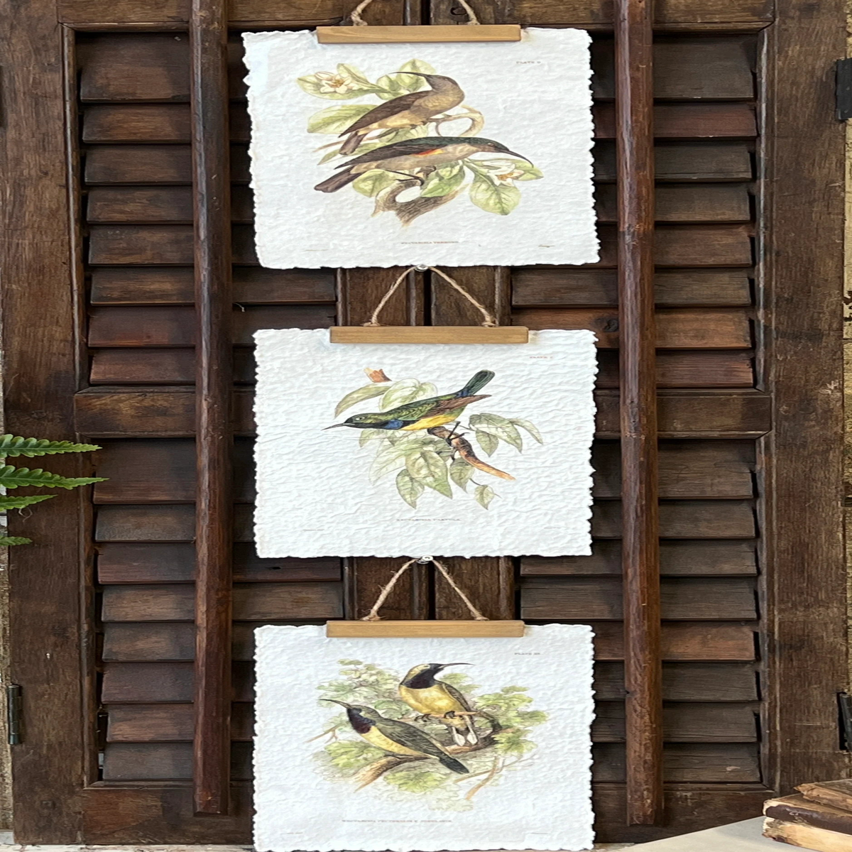 Beguiling Birds Print - Choose Style