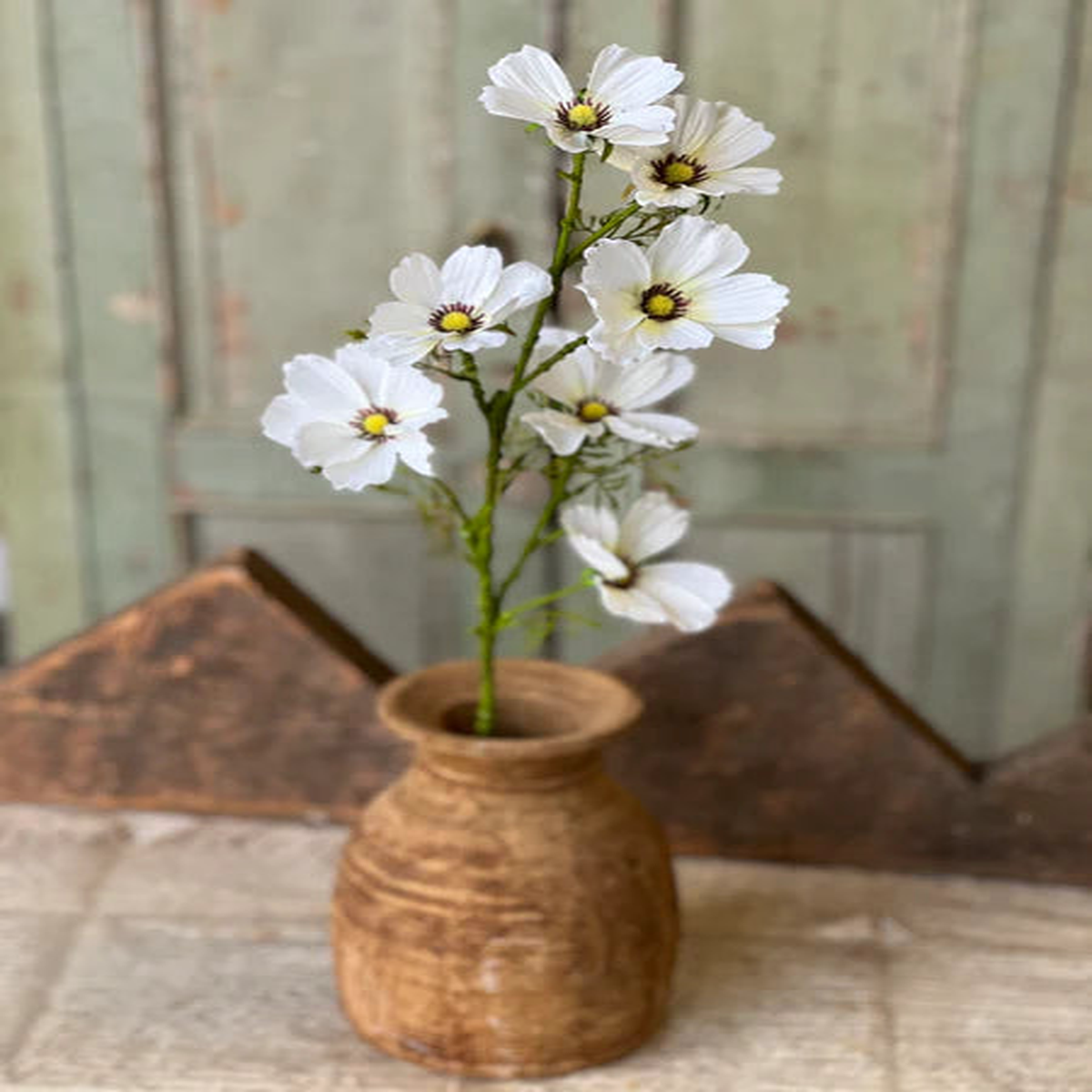 27″ Cockle Cosmos Stem – Cream
